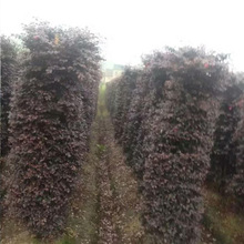 ��ľ �G������ �@�� �t���^ľ�� ���ͼt���^ľ�� ���̼t���^ľ��