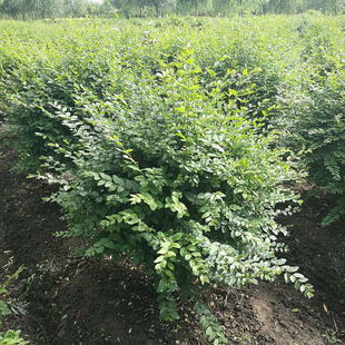 ��ľ ���̾G�� �@�� ����С�~Ůؑ �ļ�����С�~Ůؑ�����͘�