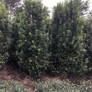 ��ľ ���̾G�� �@���S���� �G�h��ľ���~�S�������@�ֵ��S����