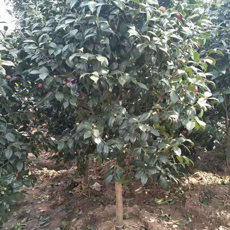 苗木 绿化工程 园林 灌木茶花球 耐寒灌木茶花 球形灌木花卉茶花