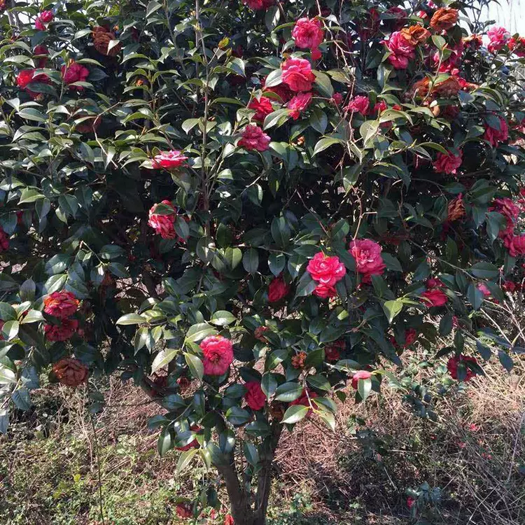 苗木 绿化工程 园林 灌木茶花小苗四季杜鹃茶花 球形灌木花卉茶花