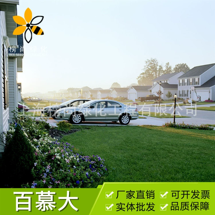 Семена газонной травы «Дворф Бермуда» — термостойкие и засухоустойчивые, не требующие особого ухода, для озеленения дворов вилл, парков и газонов.