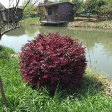 苗木 工程绿化 园林 70cm红花继木球 红花继木毛球 红花继木球