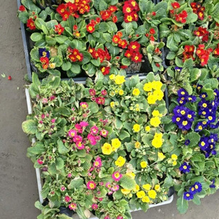 ��ľ ���̾G�� �@�� ���^�G���󴺾� �����Nֲ���|�󴺾�