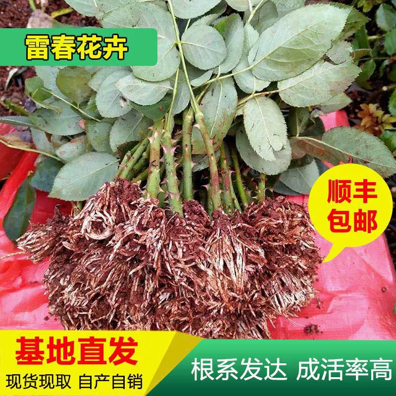 200 Shunfeng Почтовые расходы можно смешивать и сочетать рассады роз Юньнань Рассада роз Карола Роза Свежесрезанная рассада роз