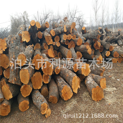 河北滄州棗樹的原産地供應直徑25-50公分長80-200公分棗樹木棗木