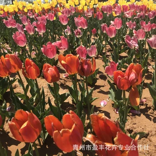 青州郁金香花苗  营养杯苗 市政公园绿化花海工程用苗 郁金香苗