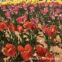 青州花海公园工程花苗