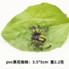 Yellow pattern spider