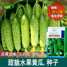 盛优甜脆水果黄瓜种子节节瓜 香甜小黄瓜种子 四季蔬菜种子批发