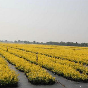 ��ľ ���̾G�� �@�� ���~�۹� �����S���۹� �ļ������S���۹�