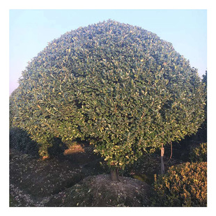 ��ľ ���̾G�� �@�� ���~�S���� �����՚���~�S���� �S��ë��