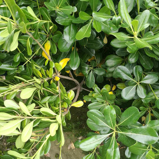 ��ľ ���̾G�� �@���ļ����ຣͩ�� ��ľ��ͩ�� ���̾G����ͩ��