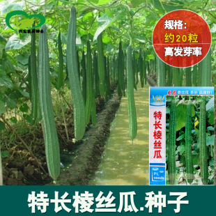 �L��z�ϷN�����l �r��ˈ@�����������G���۽z���߲˷N��