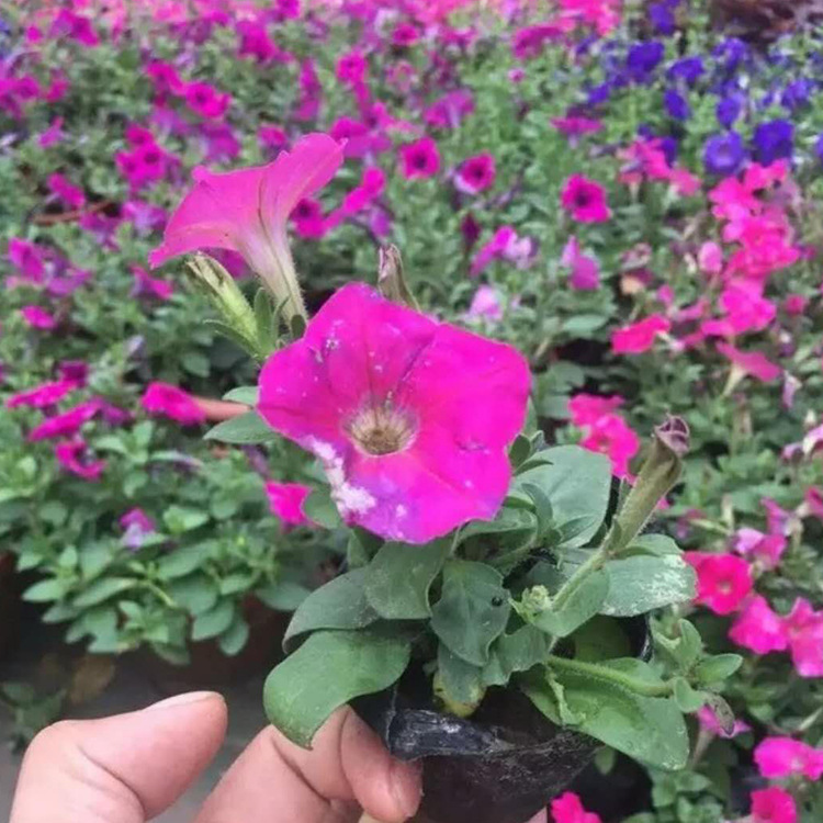 苗木 工程绿化 园林 重瓣矮牵牛  时令草花矮牵牛 矮牵牛花苗