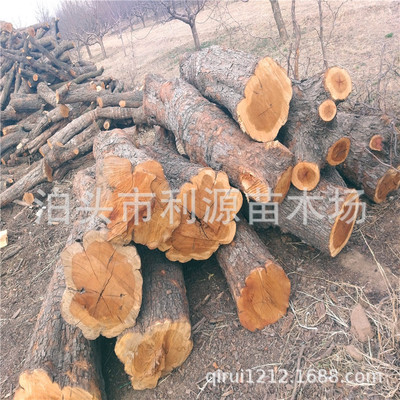 泊头市利源苗木场大量供应枣木  雕刻枣木 锅炉点火枣木用料|ru