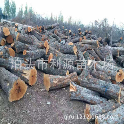 Perennial Sell Jujube diameter 25-50 a centimeter tree Large supply Jujube carving Jujube furniture Ingredients