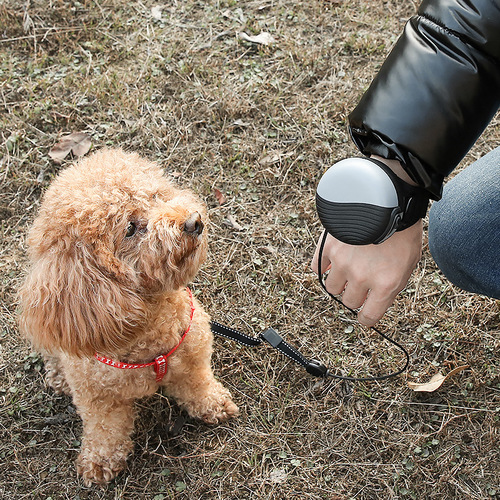 Manufacturer's Cross-border Pet Leash 3-meter Automatic Retractable Watch-style Leash for Small, Medium, and Large Dogs