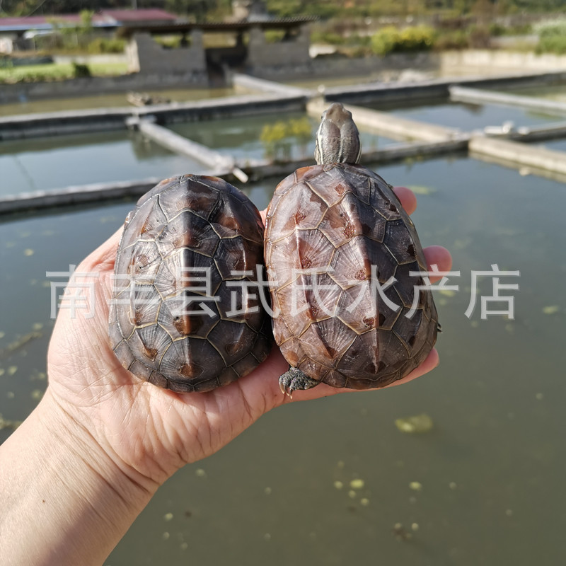 3- 15cm Large and Small Grass Turtles, Golden Line Turtles, Black-Bellied Turtles, Turtles for Release, Baby Turtles, Aquatic Turtles, Chinese Grass Turtles 3- 15cm Large and Small Grass Turtles, Golden Line Turtles, Black-Bellied Turtles, Turtles for Release, Baby Turtles, Aquatic Turtles, Chinese Grass Turtles