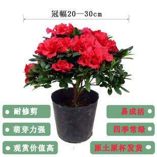 ������N��ľ����Ҏ��ȫ�Ĵ��G��������ľ�����r���N���ܾG�h