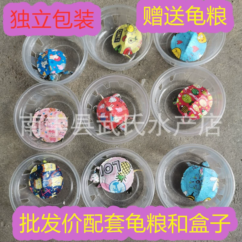 Красочная черепаха, маленькая бразильская черепаха, светящаяся в темноте, живая черепаха с уличного рынка, раскрашенная вручную красочная черепашка, прямая продажа щенков черепах, водная черепаха, мини-питомец.