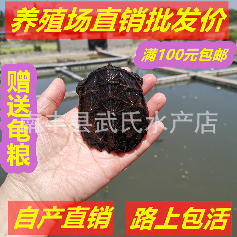 外塘杂佛龟观赏龟苗纯佛北美小鳄批零包风险批发玩 具鳄鱼龟