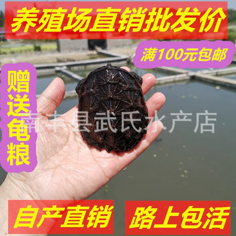 Экзотические декоративные черепахи-яйцоеды, чистые североамериканские маленькие черепахи-аллигаторы, оптовая и розничная продажа, безрисковая упаковка, игрушечные черепахи-крокодилы.