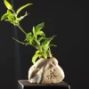 Jingjifeng tea 1 small flower vessel