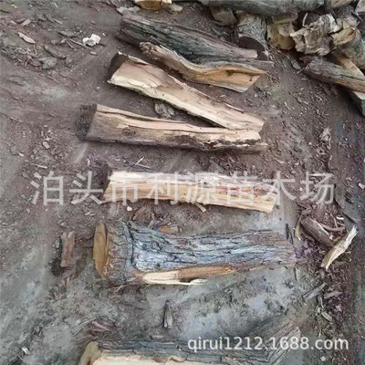泊头市利源苗木场大量供应烤鸭店枣木 枣树木 销售烤鸭枣木劈柴|ms