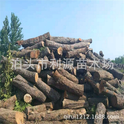 供应全国枣木 鸭柴 雕刻枣木 烤鸭枣木劈柴 枣木家具用料欢迎订购|ru