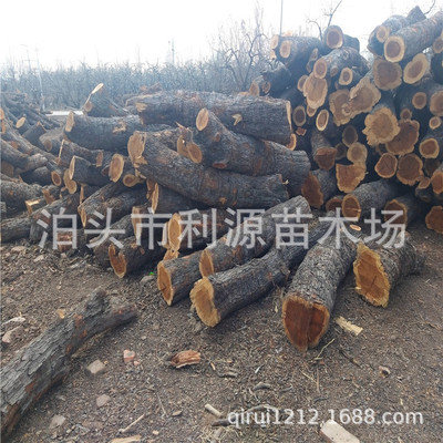 Botou Seedlings Large supply diameter 25-50 Centimeter carving furniture Jujube Jujube