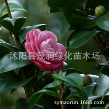 茶花苗 常青绿植观花植物 庭院盆栽 茶花树苗 3年生