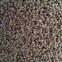 1��=1�� �߮a�ڹȷN �m��ɽ�^�Nֲ�a����Ч���(��С�׷N��)