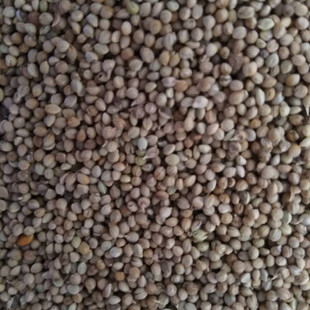 1��=1�� �߮a�ڹȷN �m��ɽ�^�Nֲ�a����Ч���(��С�׷N��)