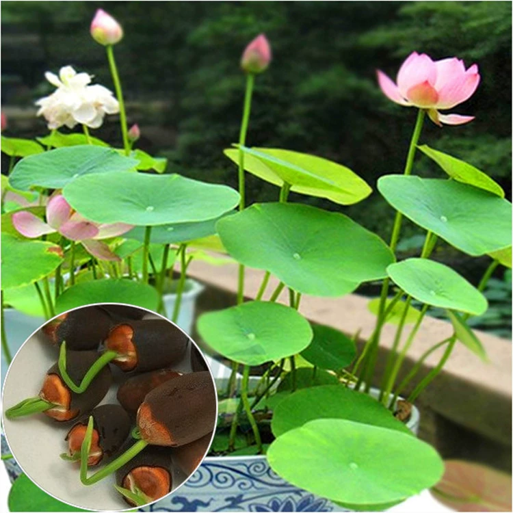 Открытые семена лотоса семена водяной лилии четыре сезона гидропонное растение водяная Лилия семена лотоса