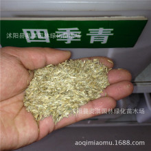 四季青种子美国四季青草籽草坪种子护坡不修剪庭院别墅耐践踏耐寒