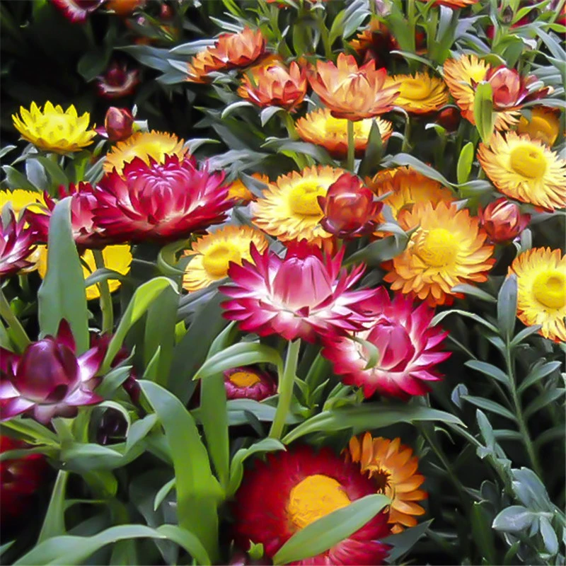 Соломенная хризантема Семена многолетней хризантемы цветущие длинные двойные большие цветочные дворы горшечные Ландшафтные семена цветов