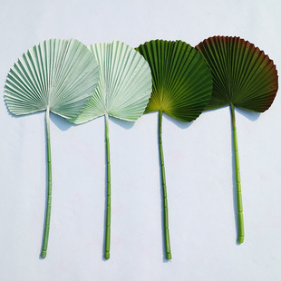 �a��؛Դ ���滨 2̖�����~ ��Y����ꐲ��� ���W�L�� ����Gֲ