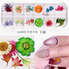 New Japanese nail dried flower 12 -color star sun flower small daisy 12 -color dried flower box is equipped with 24 nails dry flowers