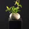 Jing Jing Feng Jing small flower vessel