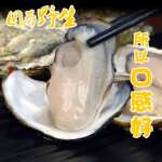 野生生蚝鲜活新鲜超肥特大牡蛎海鲜贝类海蛎子鲜活批发