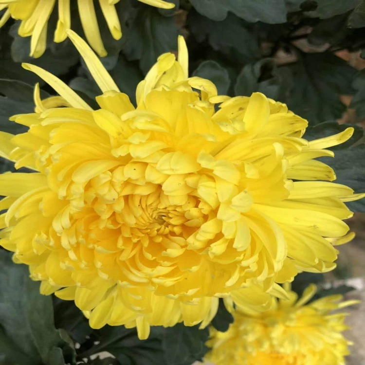 Саженцы хризантем Golden King Оптовая продажа Высококачественные высококачественные саженцы белой хризантемы Ханчжоу Baocheng Live Package Переработка Большое количество и низкая цена