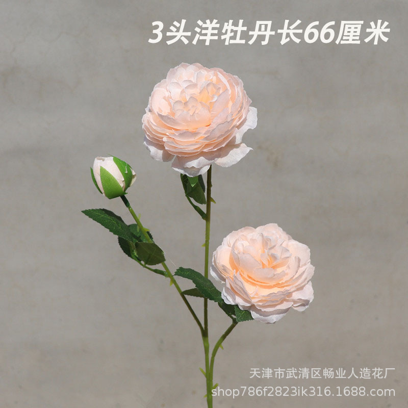 모란 샴페인