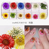 New Japanese nail dried flower 12 -color star sun flower small daisy 12 -color dried flower box is equipped with 24 nails dry flowers