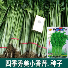 四季秀美小香芹种子 农田菜园可盆栽脆嫩实芹纤维少小芹菜蔬菜籽
