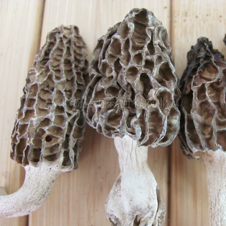 Синьцзян Или производит морчеллу казахских пастухов, собирая Тяньшань морчеллу 100 г/пакет