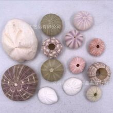 天然海胆贝壳海螺批发空气凤梨盆景造景家居装饰工艺品海胆壳研学