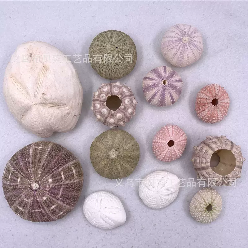 Spot natural sea urchin shell conch, wholesale air pineapple bonsai landscape landscape decoration craftsmanship sea urchin shell