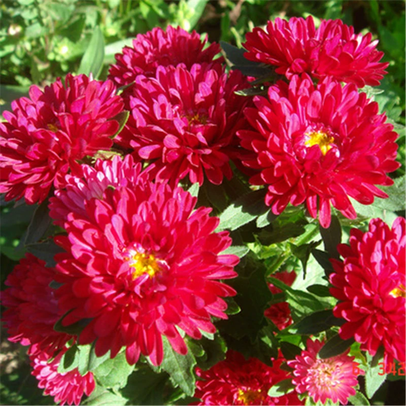 Оптом Семена Астра Двойной лепесток Хризантема Вырезать Хризантема смешанный цвет Четыре сезона Посев воск Июль Хризантема Пейзаж Цветок Море Легко выжить