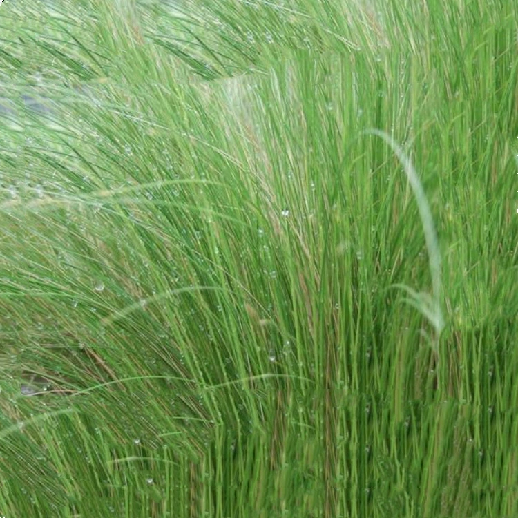 Семена ледяной травы также называют семена дикой пшеницы, ледяную траву с плоскими шипами, перистую пшеничную траву теплого сезона